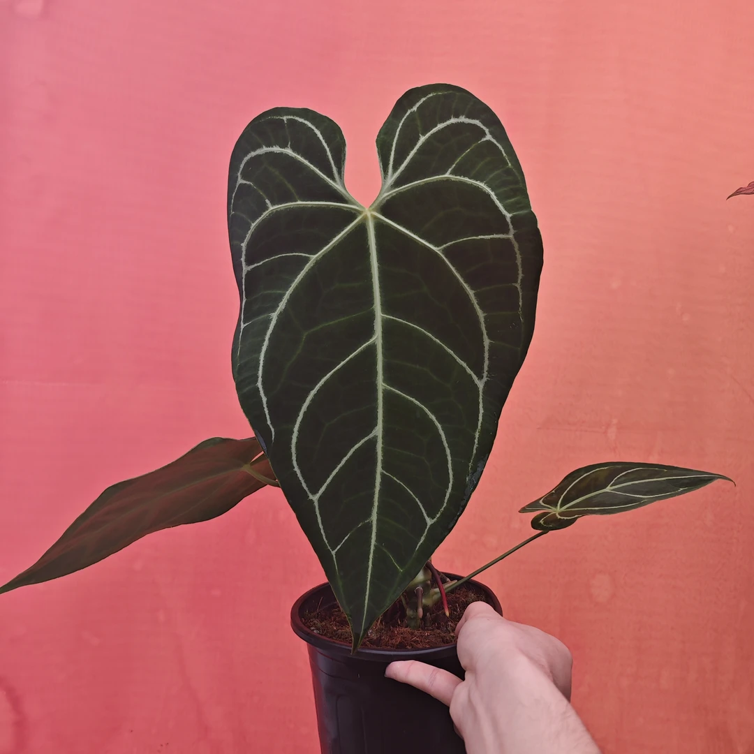 【帝王花烛】（轻微叶损）花烛桌面阳台室内热植ins风（微叶损无售后）