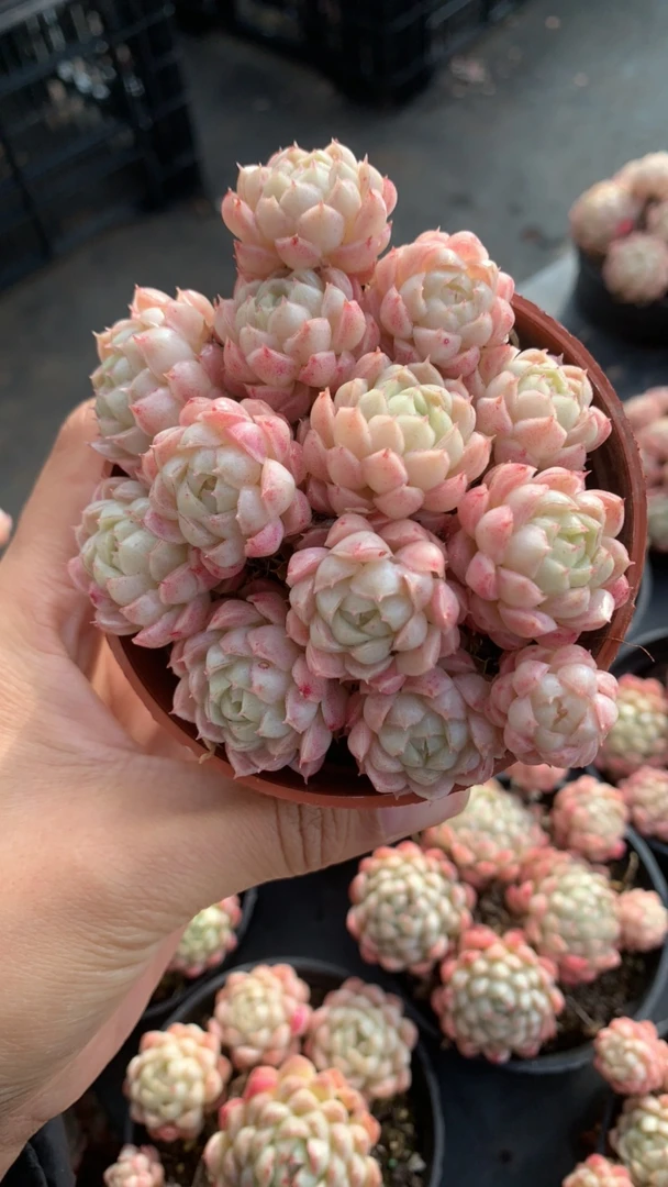 A级 手捧羊脂求多肉植物