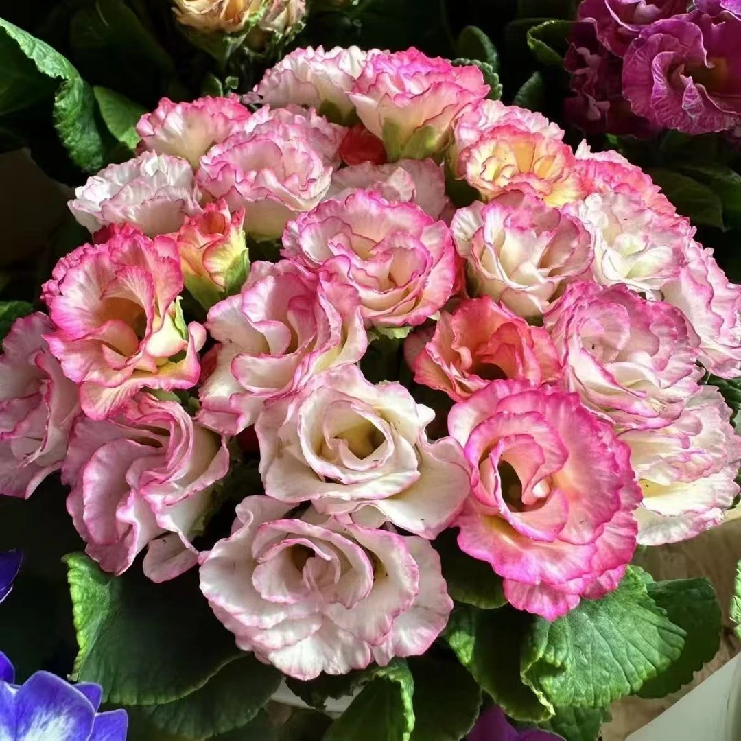 玫瑰报春花重瓣花苗花苞四季开花阳台盆栽冬季室内室外耐寒花卉
