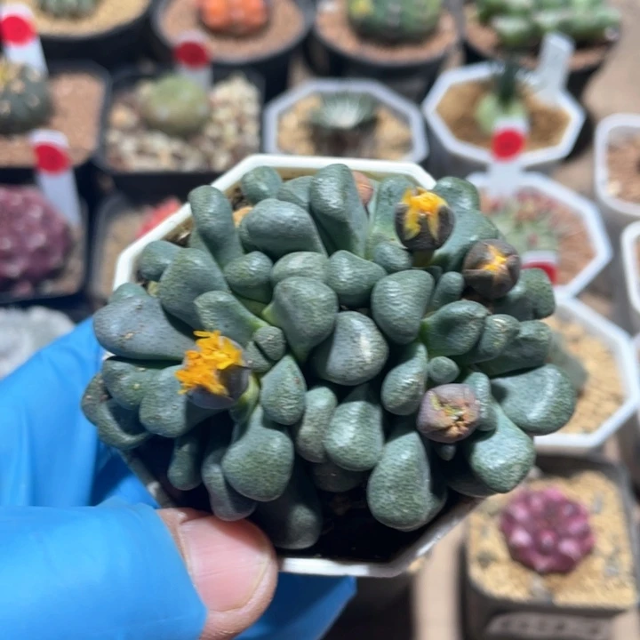 746唐扇多头植物