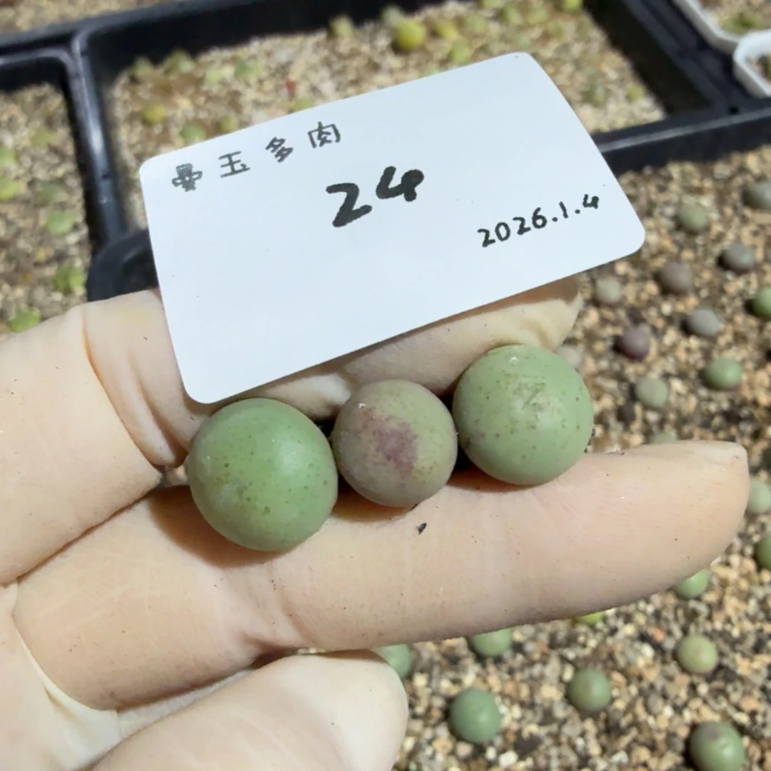 钰***a多肉多肉多肉1.4-024