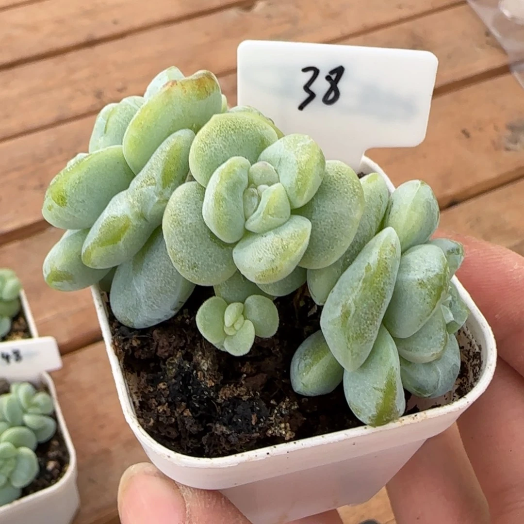 冰玉石化四头老桩