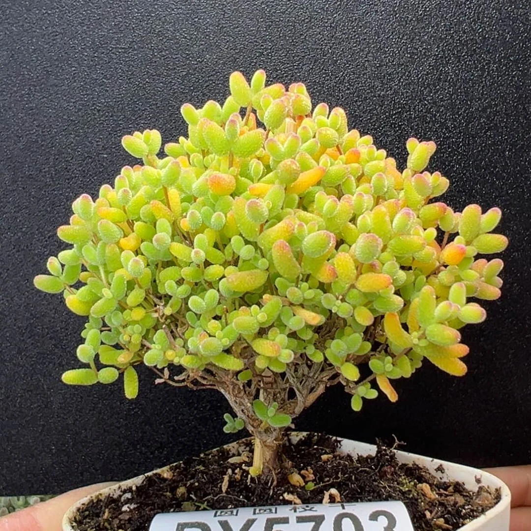 dy5703直杆小树型蜜橘糖球冠幅7cm
