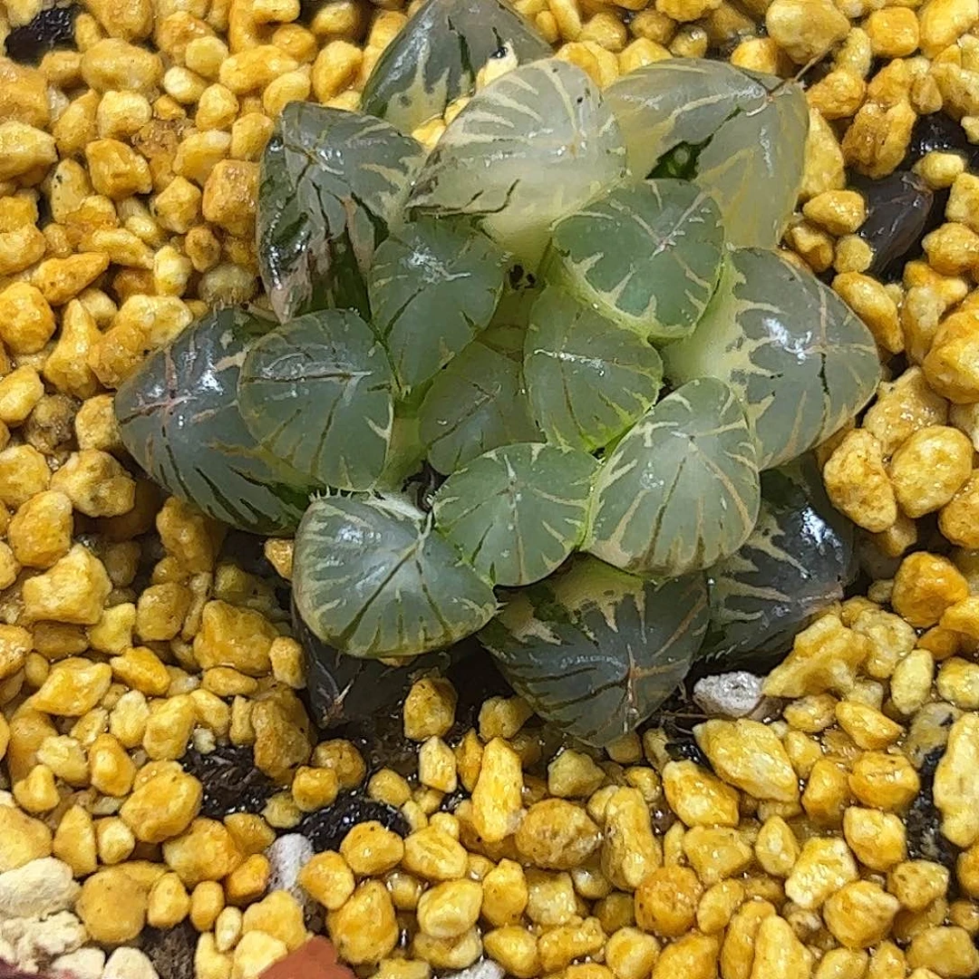 霓虹灯锦十二卷多肉