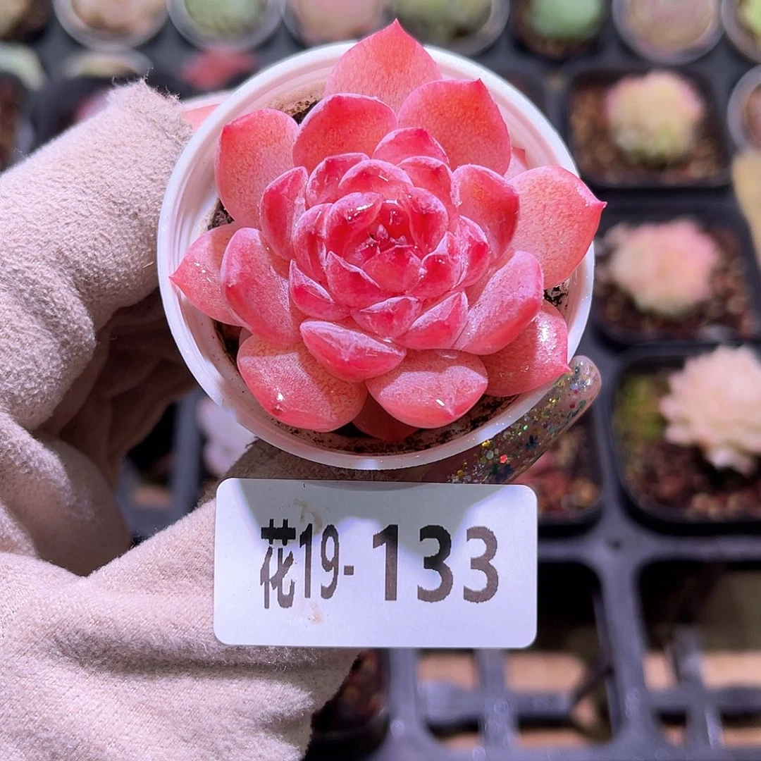 花利美19-133糖心果汁