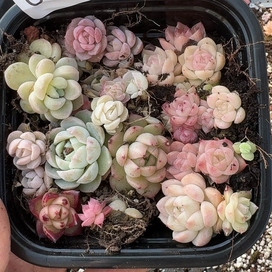 杂交新品珍妮多肉600