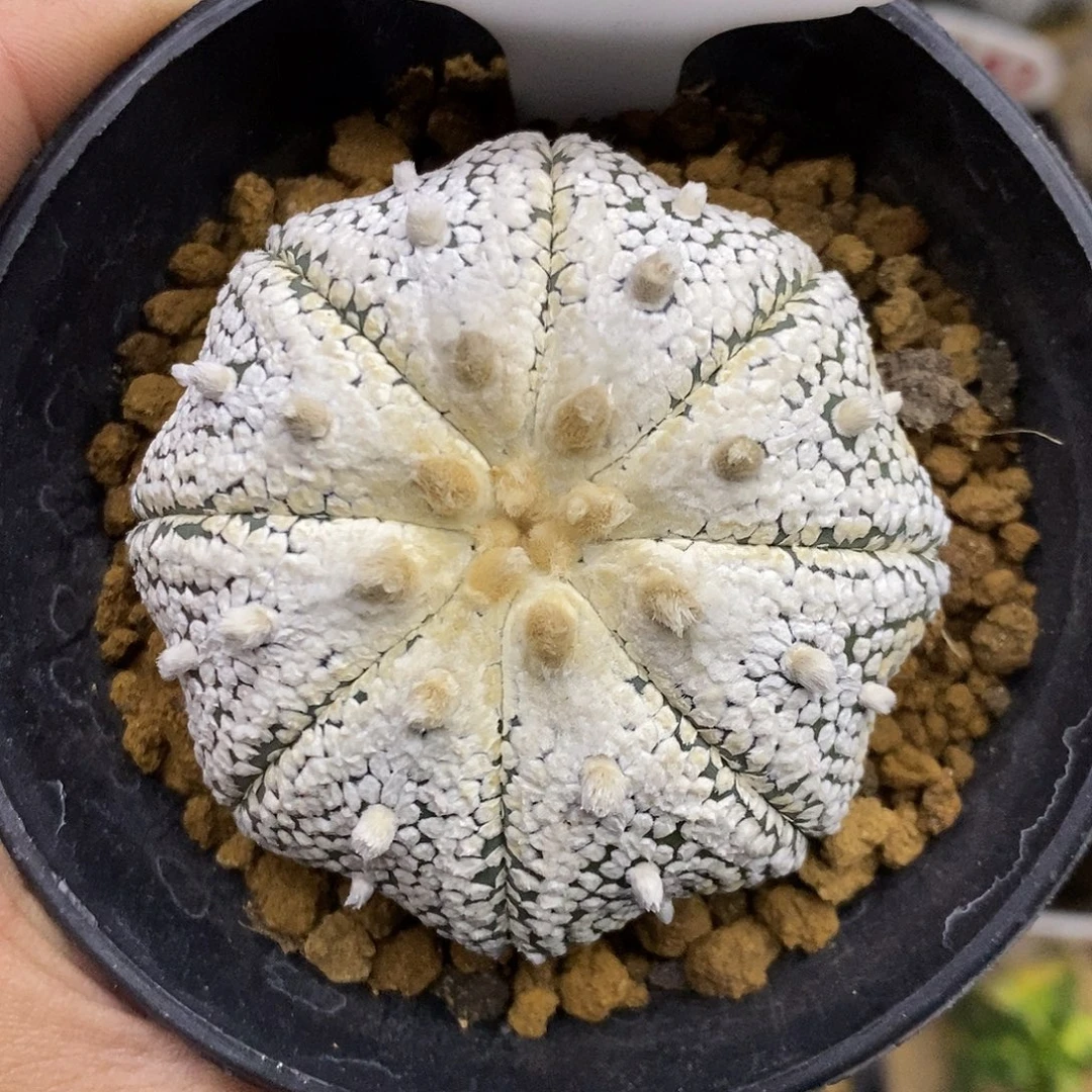 h***y1146奇迹系列了特价咯