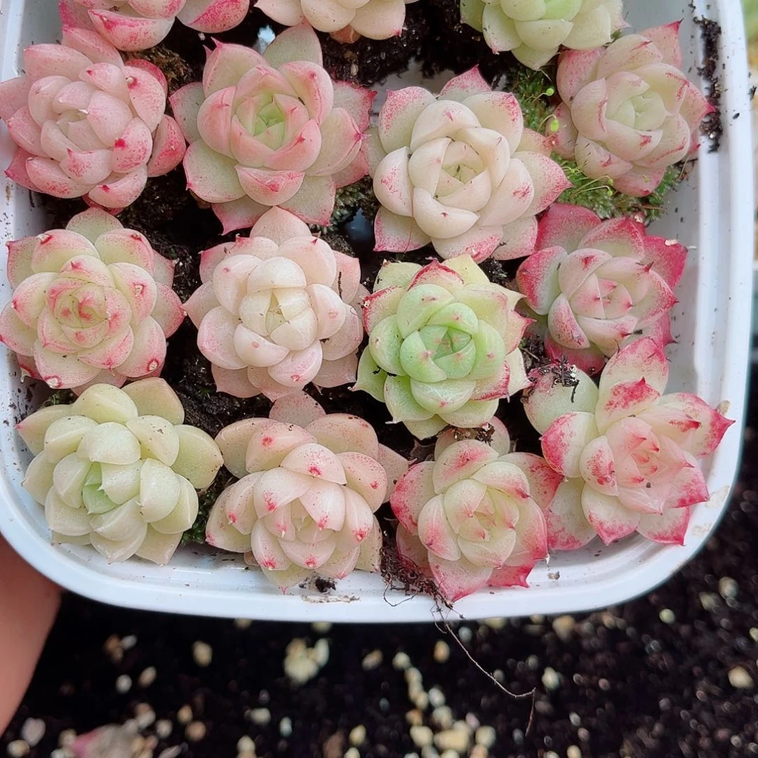 1-852 新疆西藏内蒙不发 12.8包邮2-3公分多肉