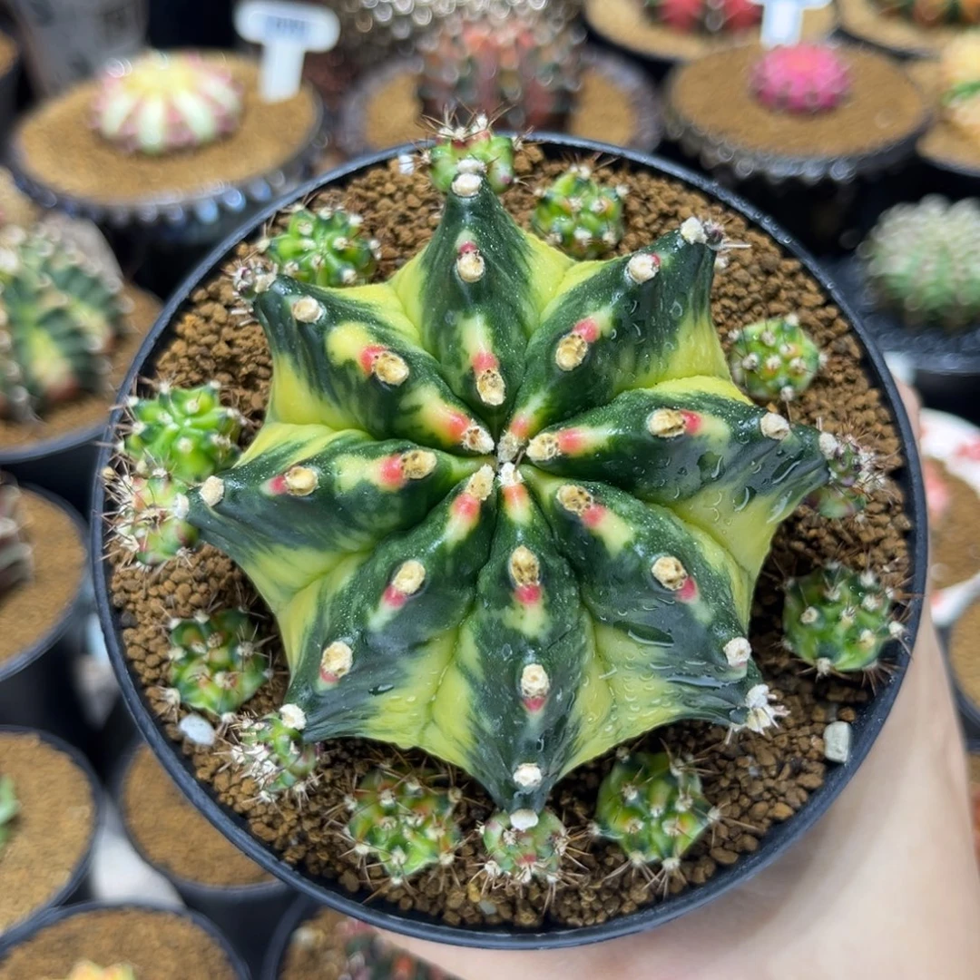 柠檬岛出侧芽188一颗