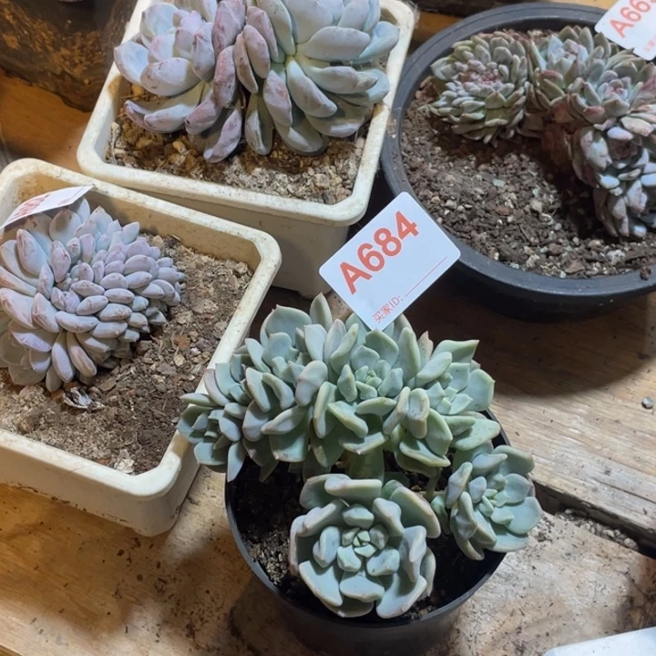 *****684 满20包邮脱土发货