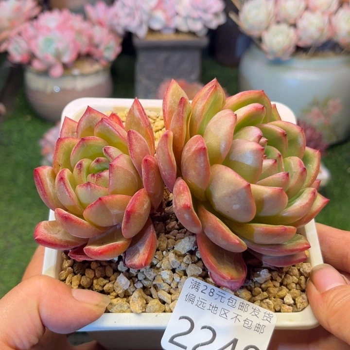 大2249；vzvzbxvvbvbb