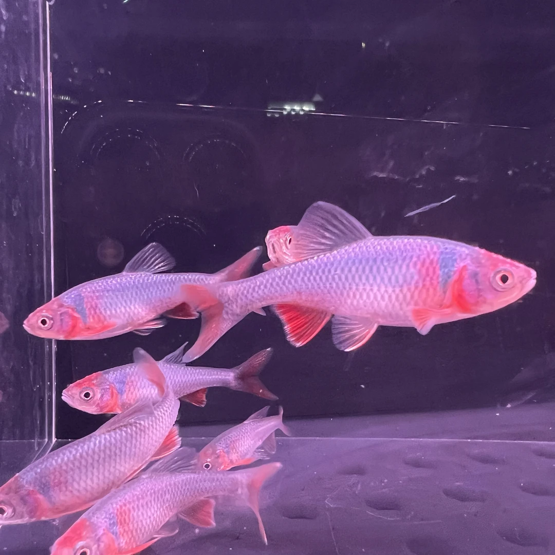 彩虹精灵鱼溪流缸观赏鱼淡水鱼耐寒好养耐活北美冷水鱼