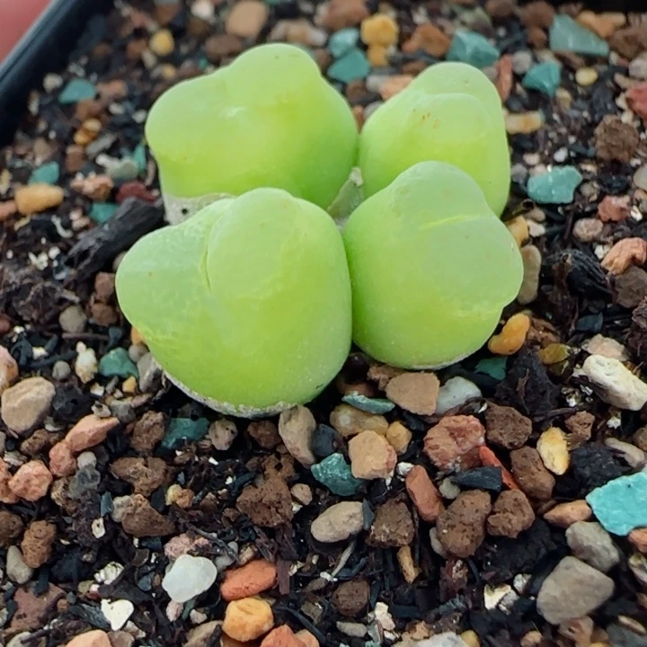 多肉植物母本雪茄43号