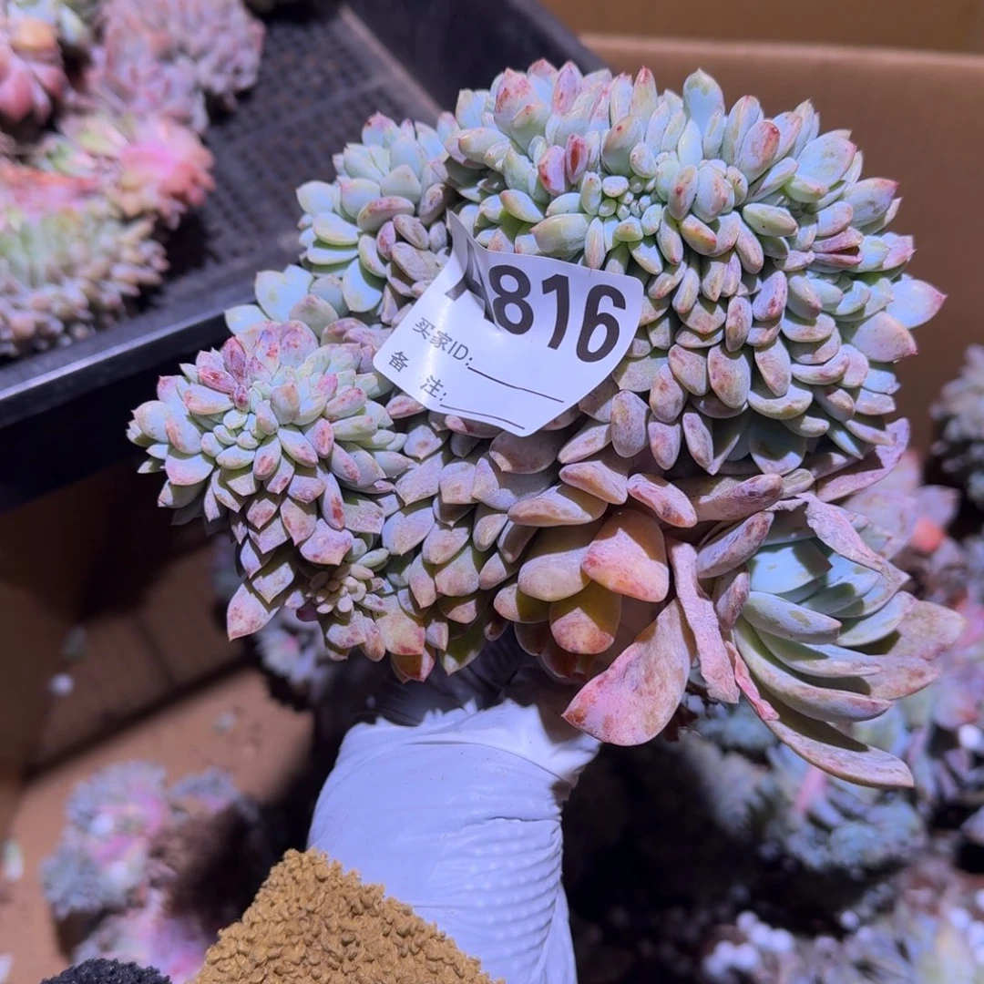 开播福利开播福利