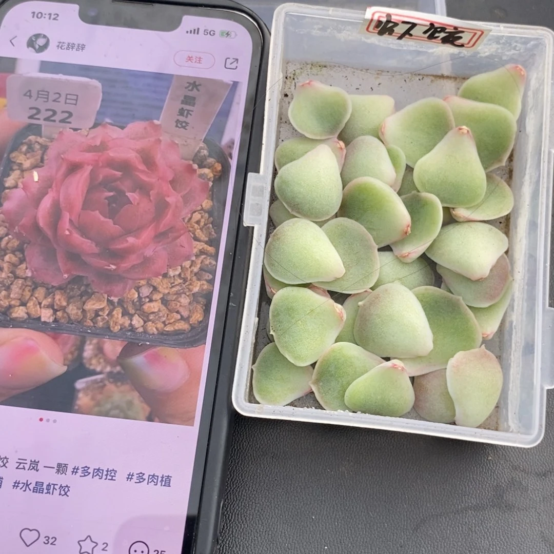 虾饺叶片一个多肉