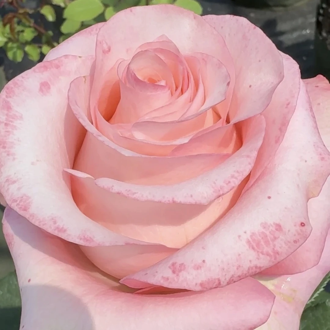 甜蜜妈妈 根接苗 匠人月季 玫瑰花 四季开花阳台盆栽植物