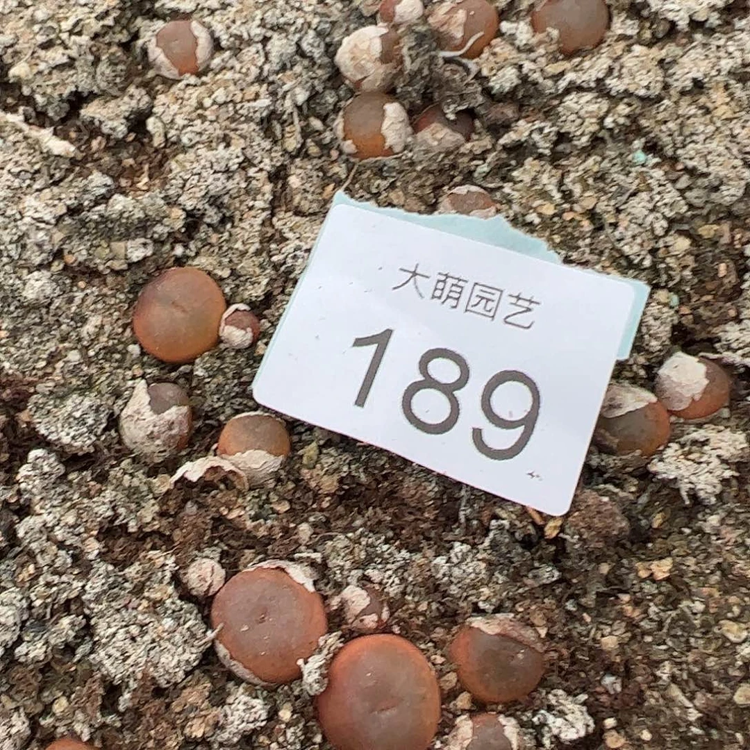 0000189量拍定向选拔1430.48超级毛汉尼2颗尺寸1.1上下
