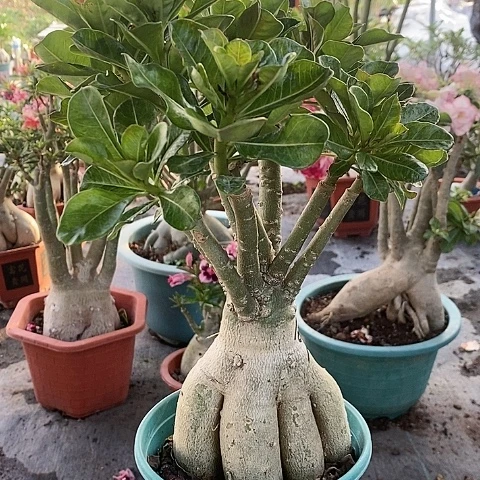 【闪购商品】无花朵羽*绿植