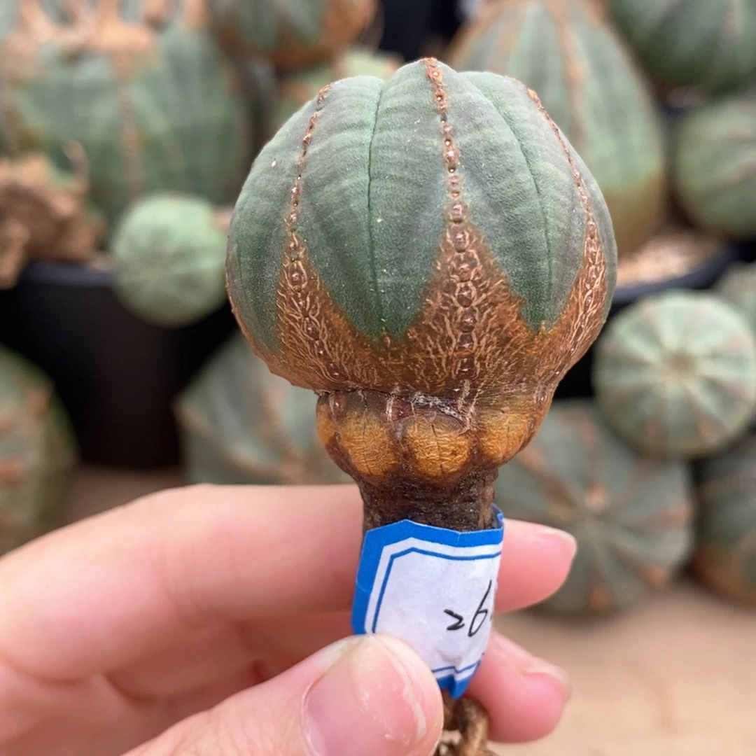 12布纹球精品一物一拍
