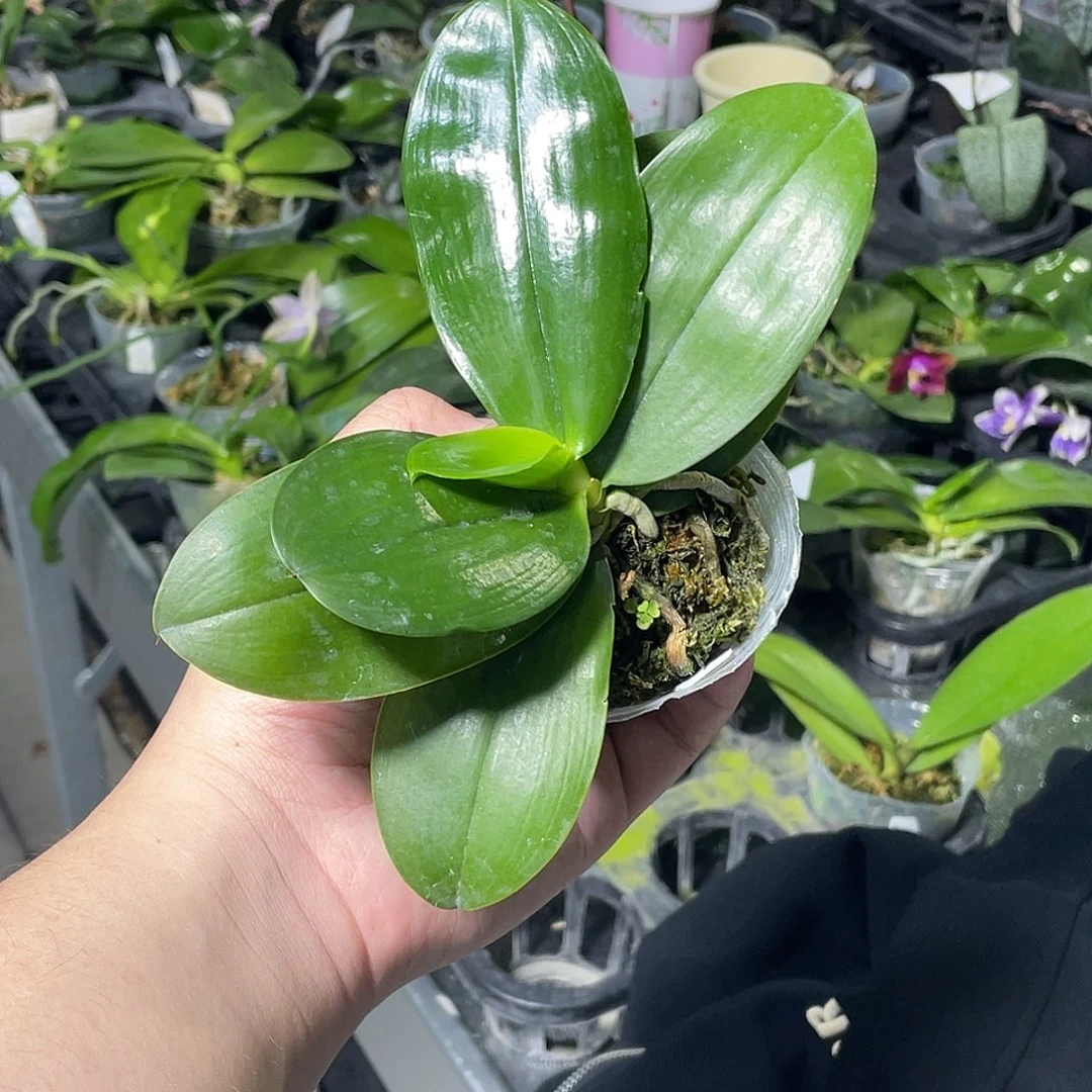 完全开放反射龙交爪哇 苗 696号