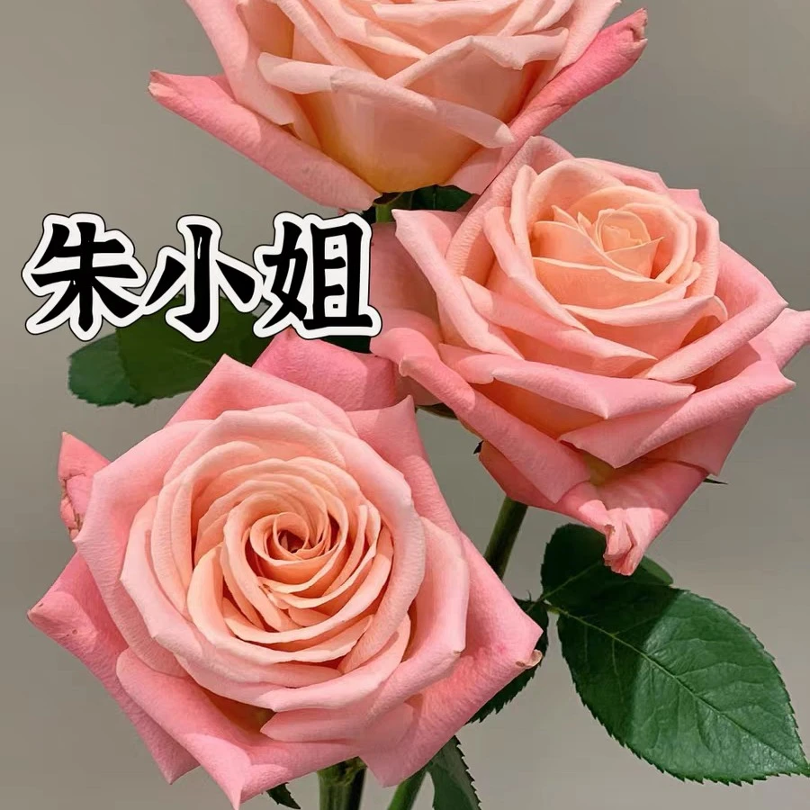 【朱小姐】精选月季 复色花期长适应性强 纯露天高抗少维实生根接苗