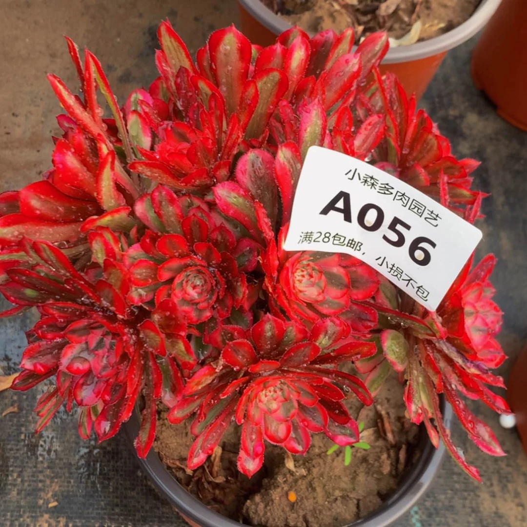 【闪购商品】56白月光多肉