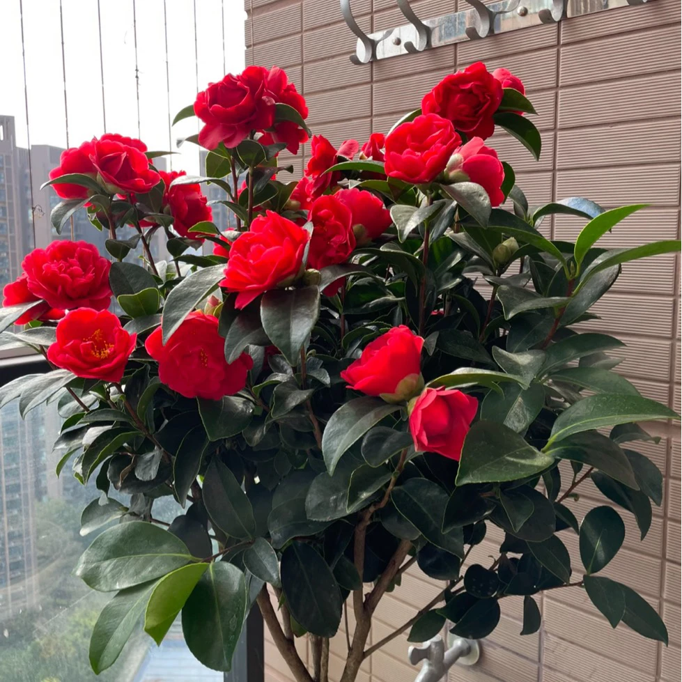 【缤纷甄选】精品七巧茶花生花苞到手一盆