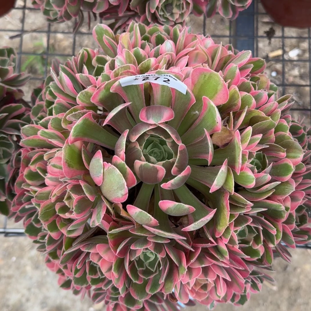 272妖月，多肉植物