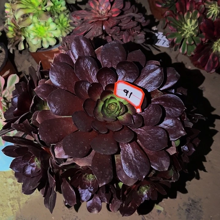 91黑骑士多肉植物处理不售后