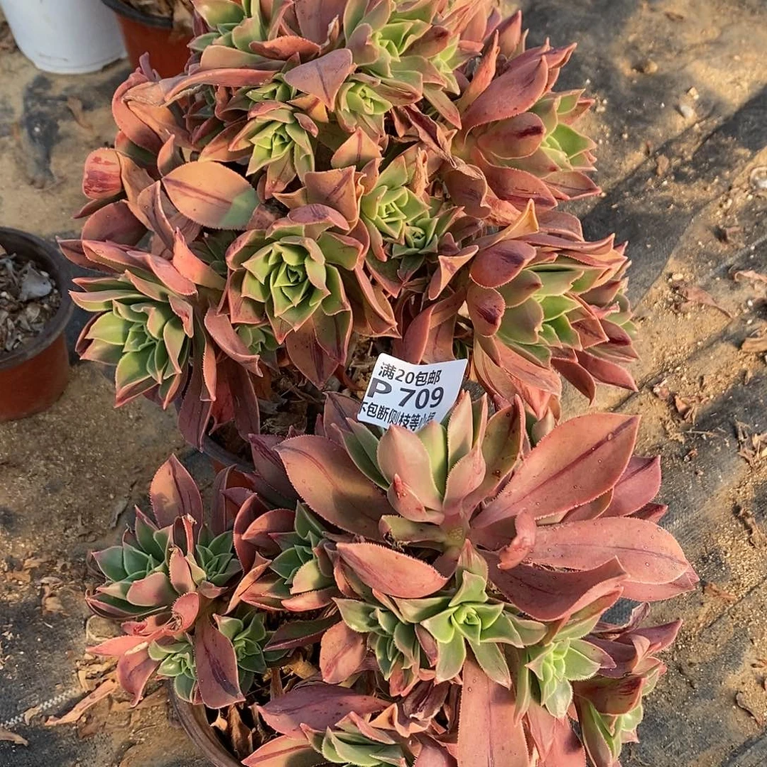 冬**冬709710众赞曲多肉两棵