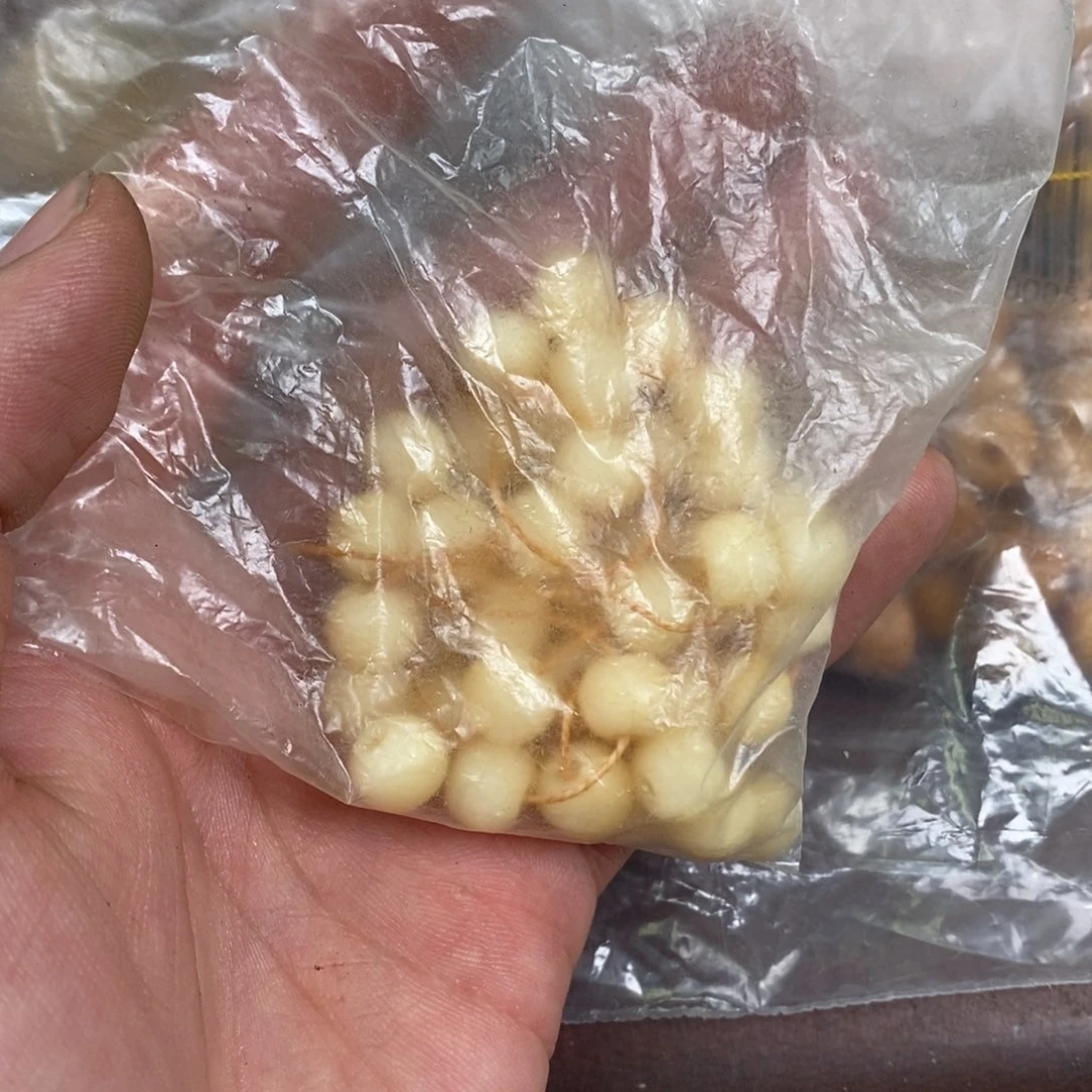 手串/手链驼骨配饰3打包