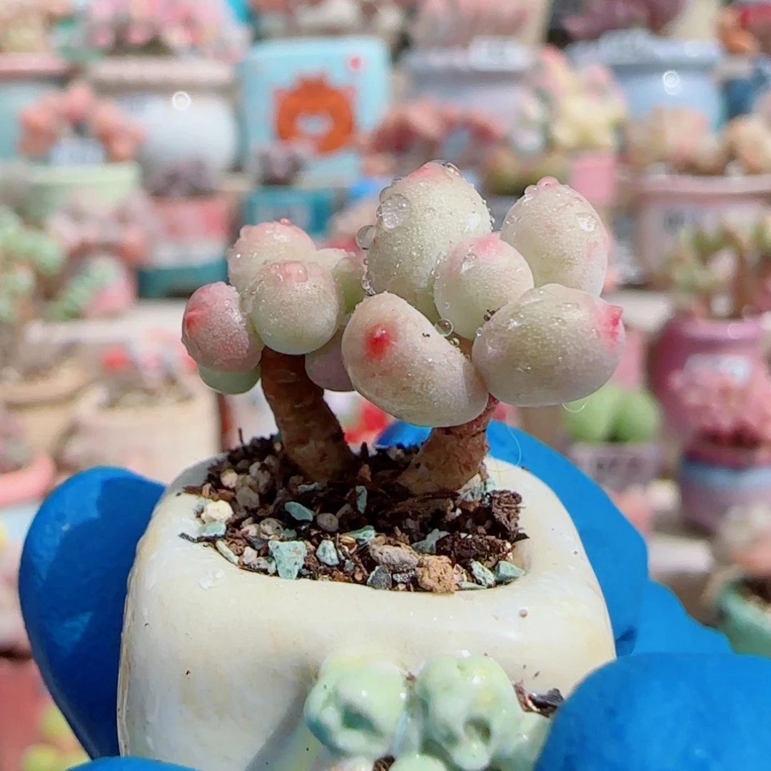 迷你彩虹奶 盆口1.5cm