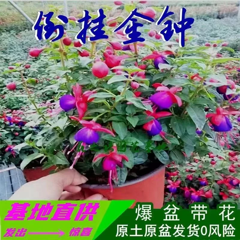 宝莲灯花盆栽倒挂金钟花苗吊钟花室内阳台四季开花灯笼花带花苞大