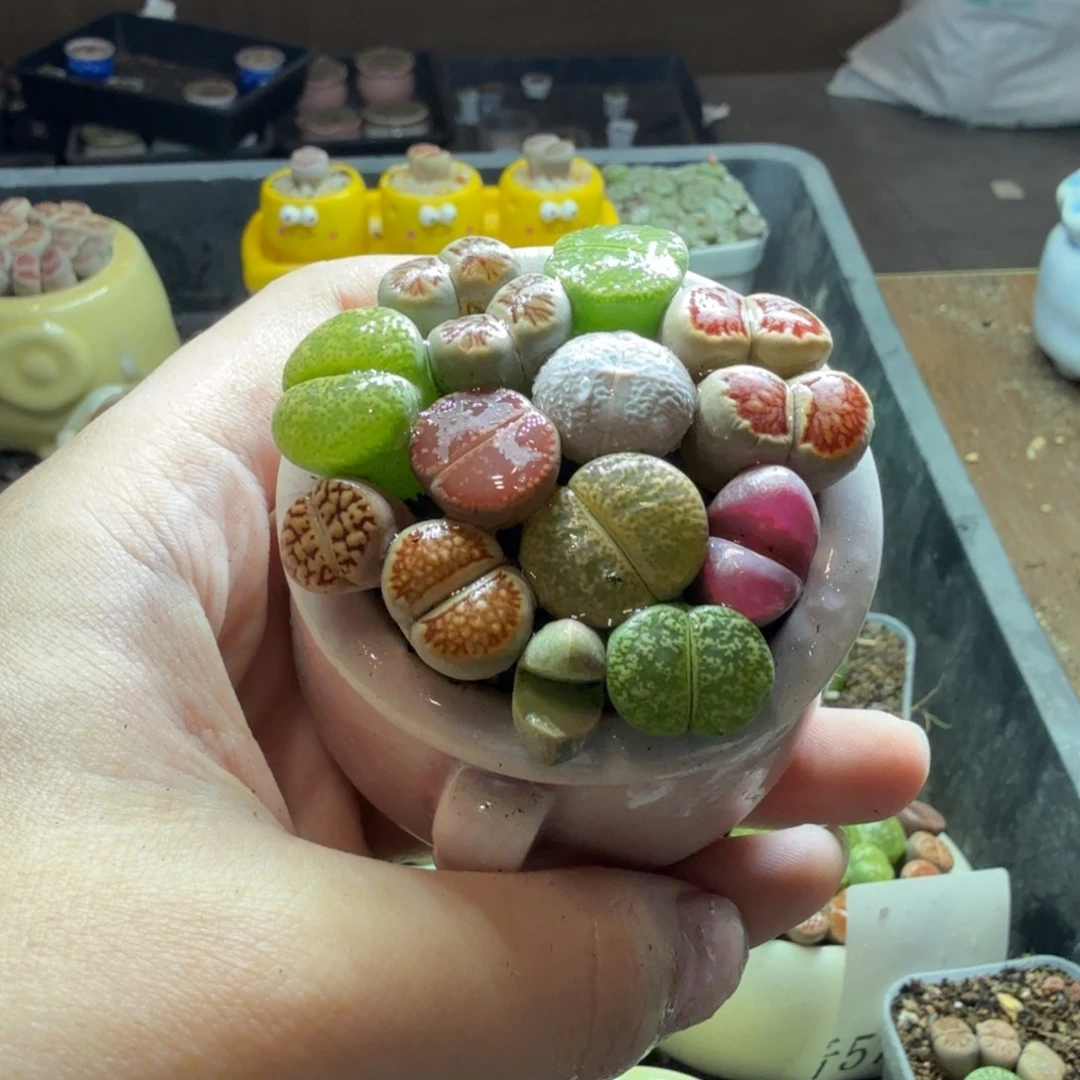 用***0多肉葡萄的季节性590