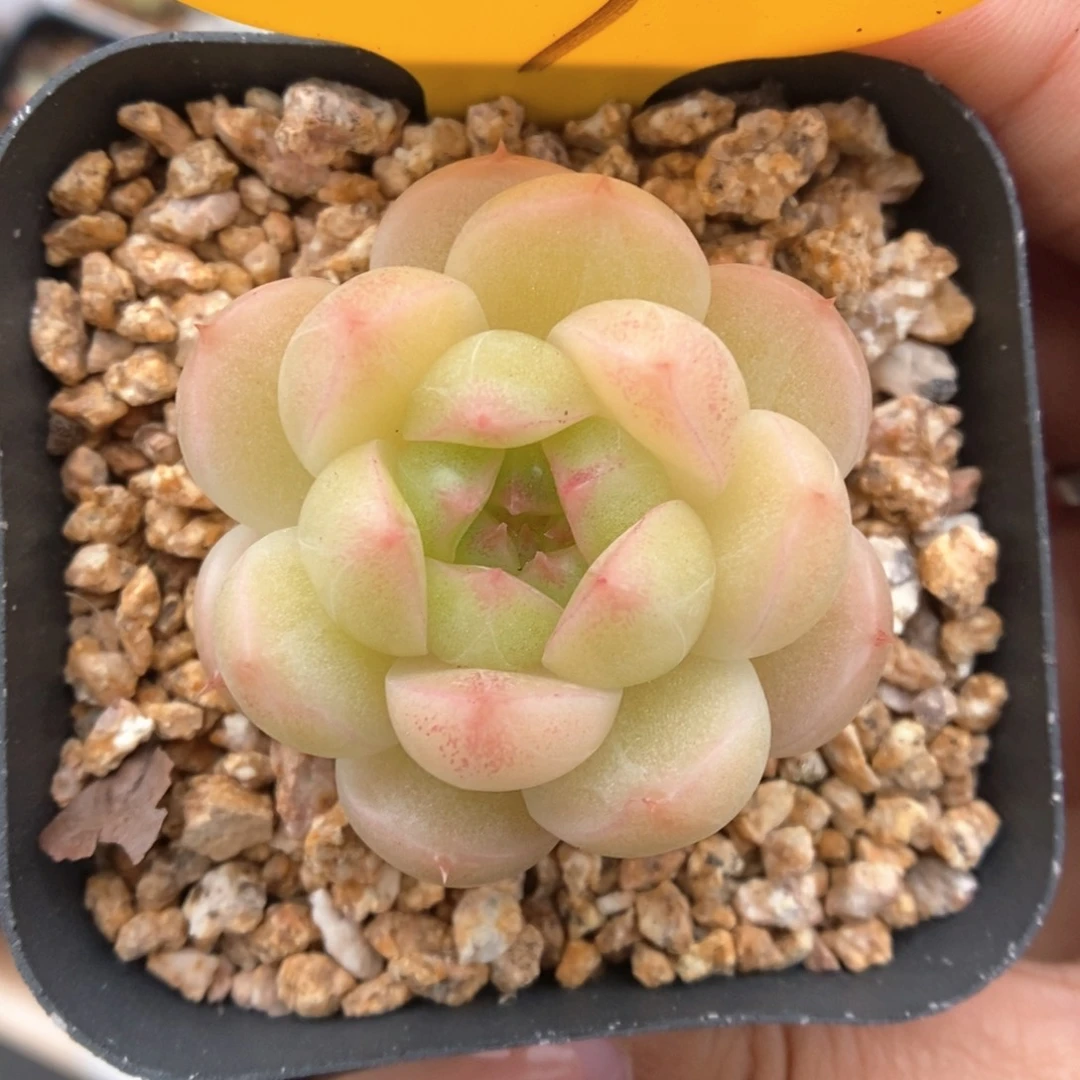 油透麦秆509号。