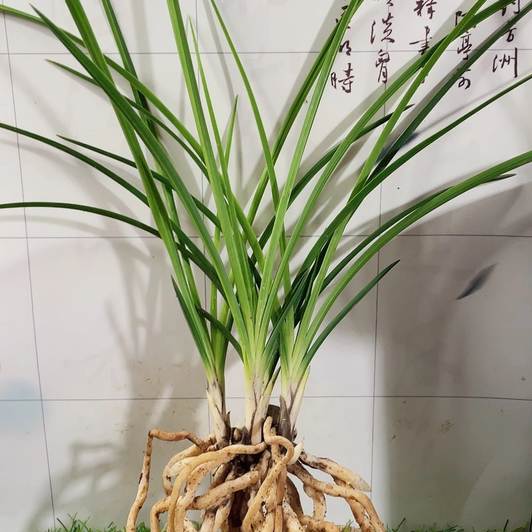 小***雨完全开放兰花兰花