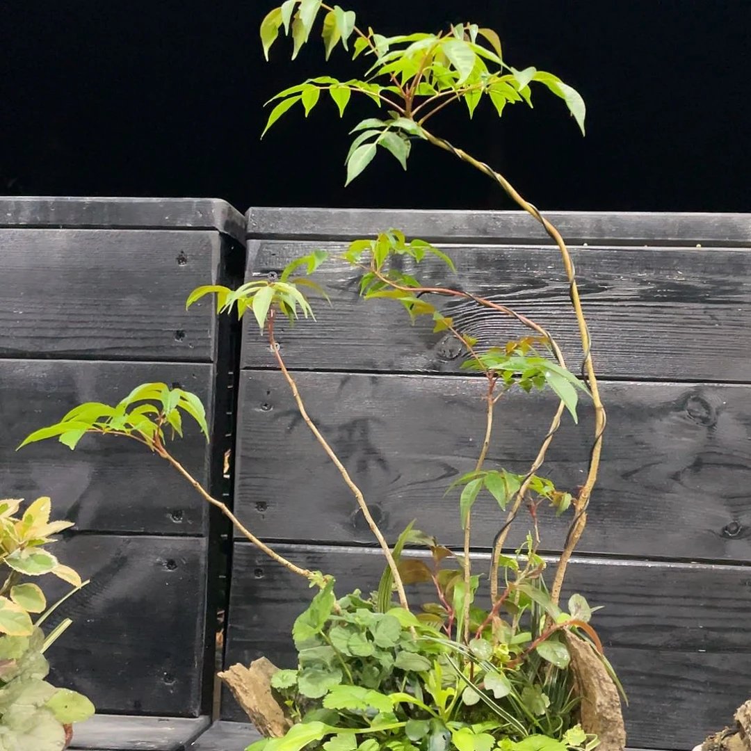 无花朵鞍马盆日本山野草