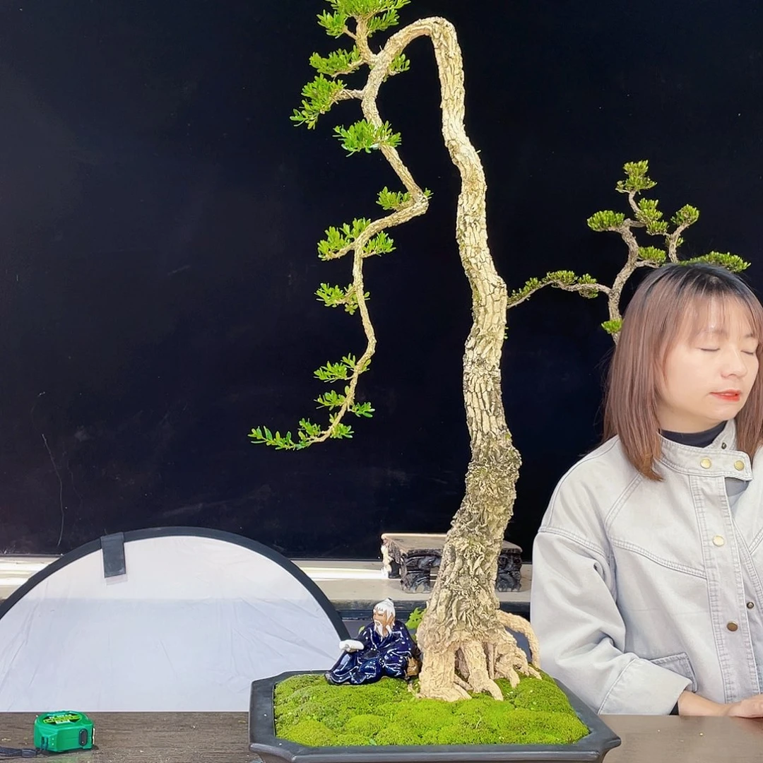 完全开放黄杨盆景四季常青