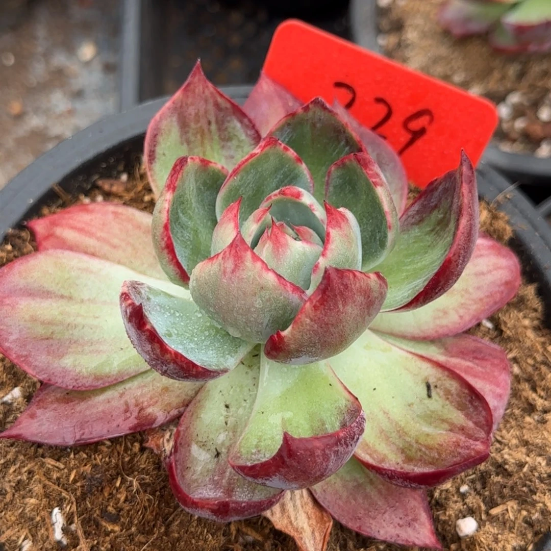 惊鸿一物一拍包装收缩花旱229