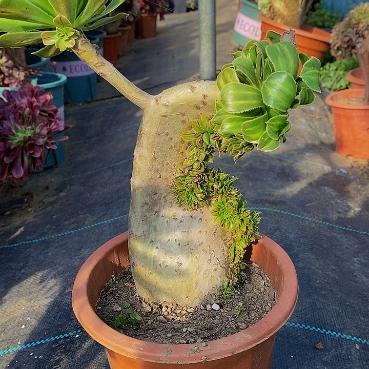 多肉植物保护研究所