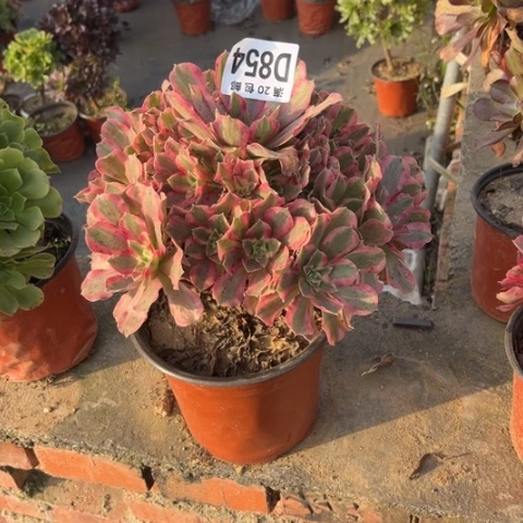 854夜罗刹不包断枝