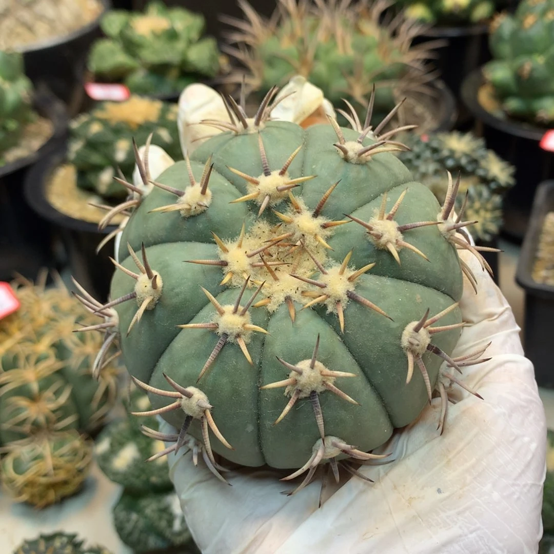 62号 出根芽 短刺花王9.5公分