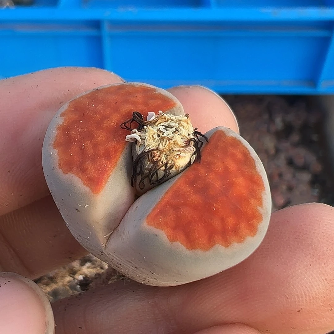 3320冰橙福利炸1111111111