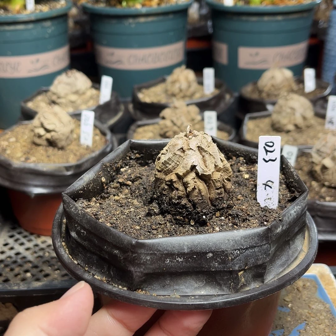 023南非块根g j l