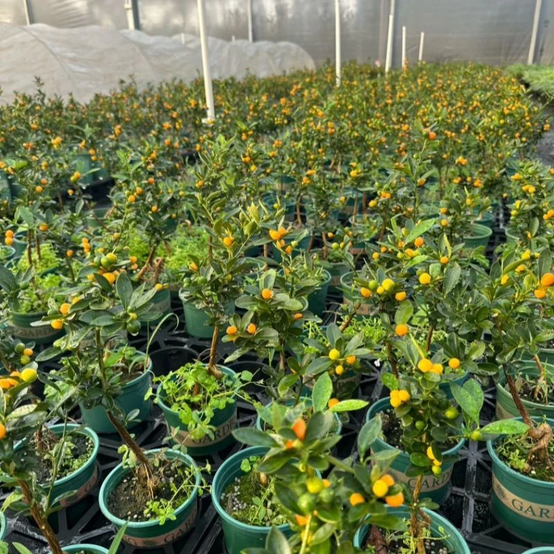 【一物一拍】福豆造型盆景懒人植物好养网红开花结果耐摆年花来财