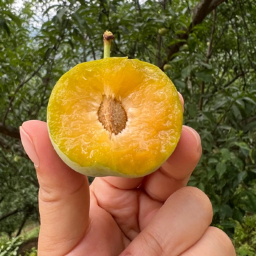 （基地福利款）贵州正宗六马蜂糖李脆甜离核