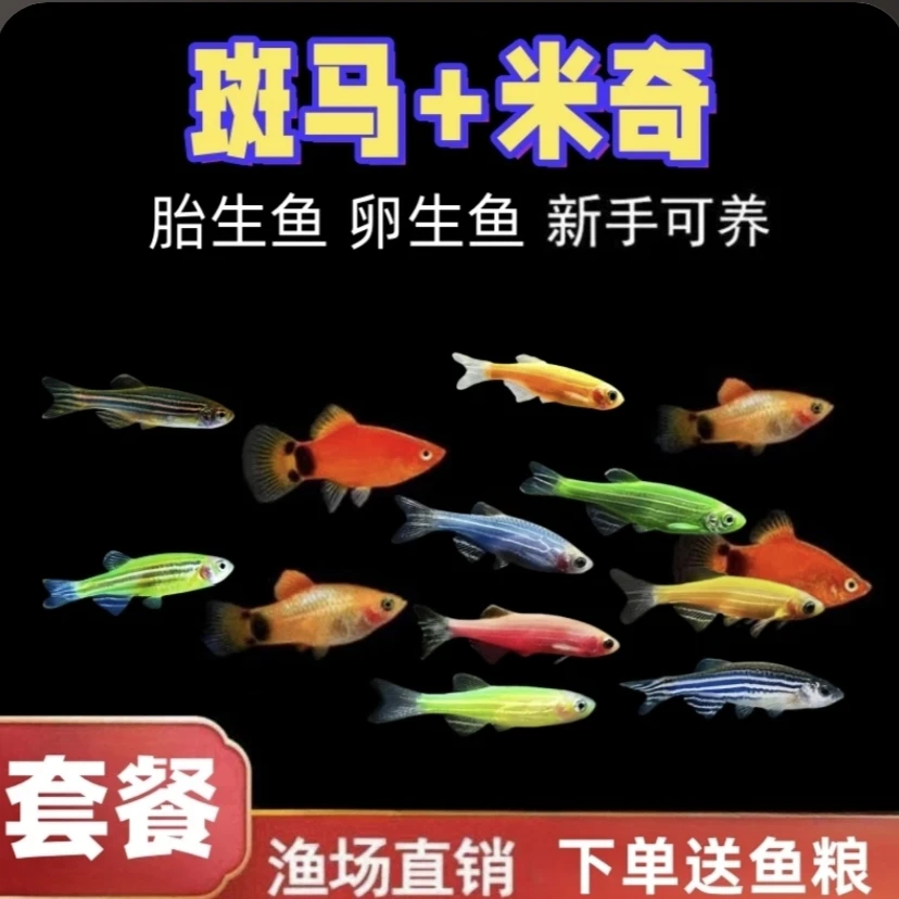 斑马鱼+红米奇 淡水观赏鱼混养繁殖孕母孔雀天使鱼小型灯科热带鱼