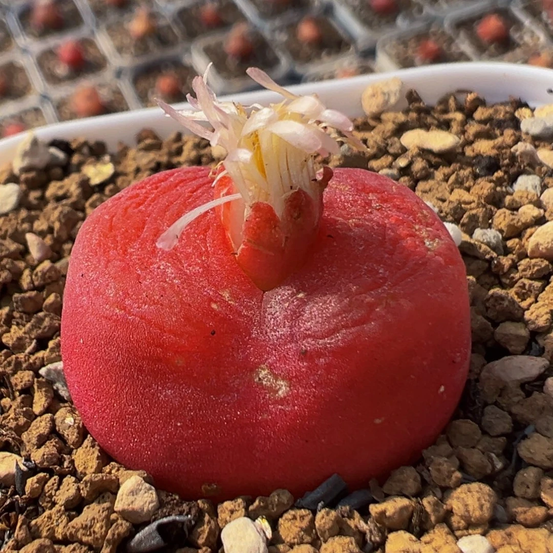 69多肉植物百科水蜜桃1430.5