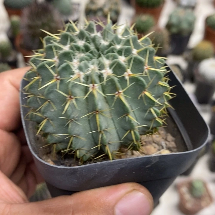 实生白狮子特价福利