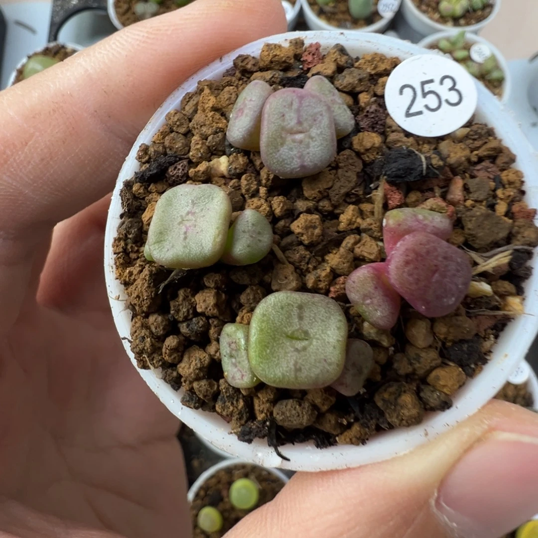 紫方碗一颗脱土2530000